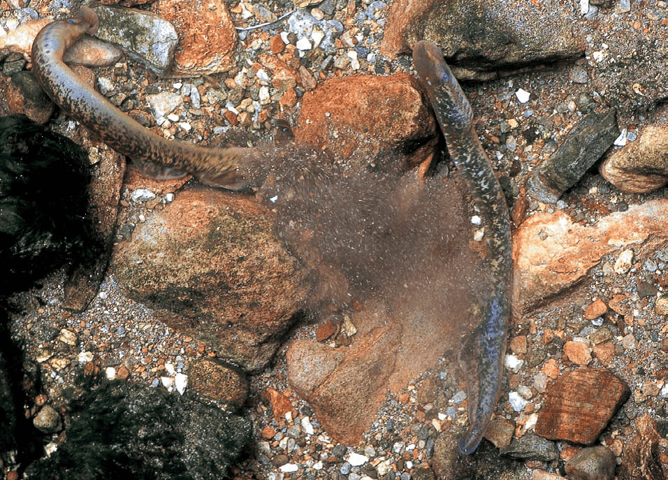 Spawning Lamprey