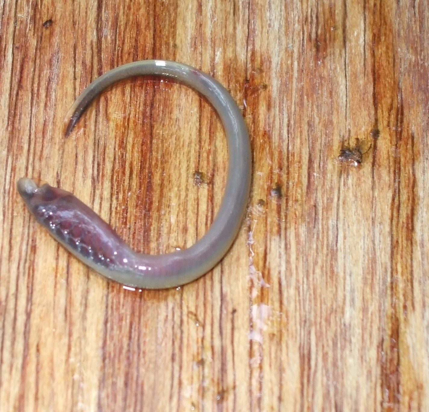lamprey 019