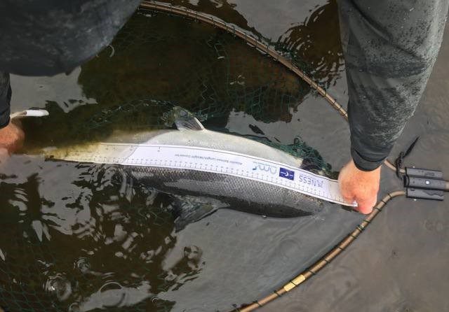 Catch and Release